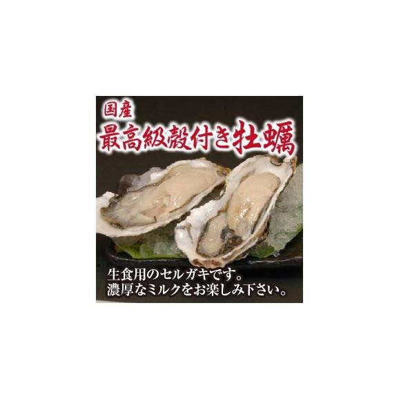 殻付きセル牡蠣（生食用）1個01