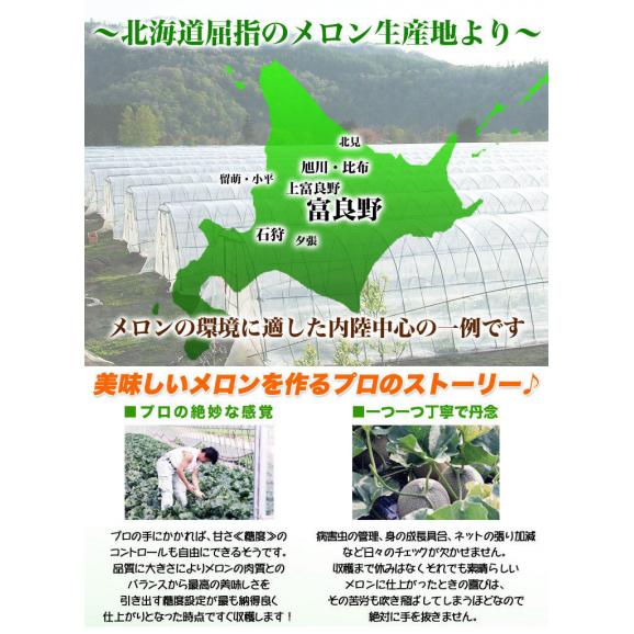 2026年収穫予約 赤肉スイートメロン 北海道産 約1.3〜1.6kg&times;1玉 めろん お届け日指定不可無効 2026年7月下旬前後頃よりご注文順に発送02