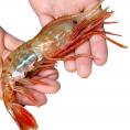 ボタンエビ 超 特大 1kg (14尾前後) 刺身 卵 子 持ち えび 海老 蝦 蛯 ぷりっと甘味ある新鮮急速凍結