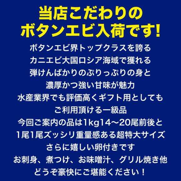 ボタンエビ 特大 1kg前後 (14～20尾前後) 刺身 卵 子 持ち えび 海老 蝦 蛯 ぷりっと甘味ある新鮮急速凍結[ お中元 お歳暮 ]03