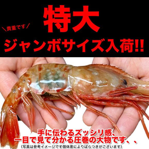 ボタンエビ 特大 1kg前後 (14～20尾前後) 刺身 卵 子 持ち えび 海老 蝦 蛯 ぷりっと甘味ある新鮮急速凍結[ お中元 お歳暮 ]04