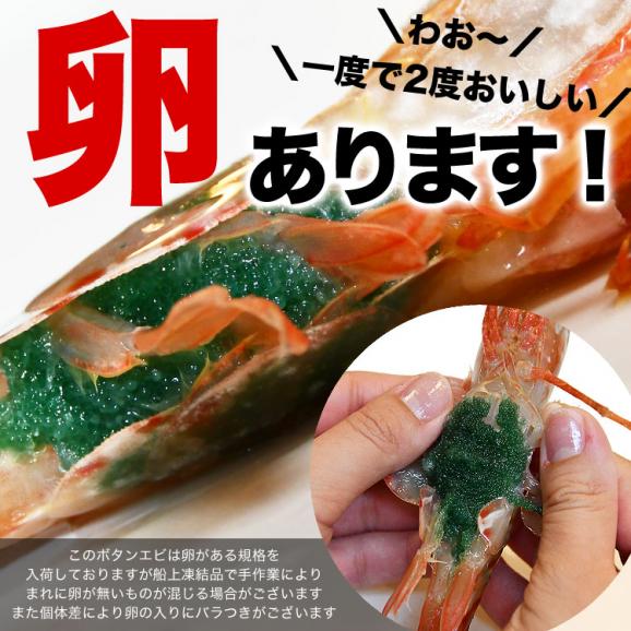 ボタンエビ 特大 1kg前後 (14～20尾前後) 刺身 卵 子 持ち えび 海老 蝦 蛯 ぷりっと甘味ある新鮮急速凍結[ お中元 お歳暮 ]05