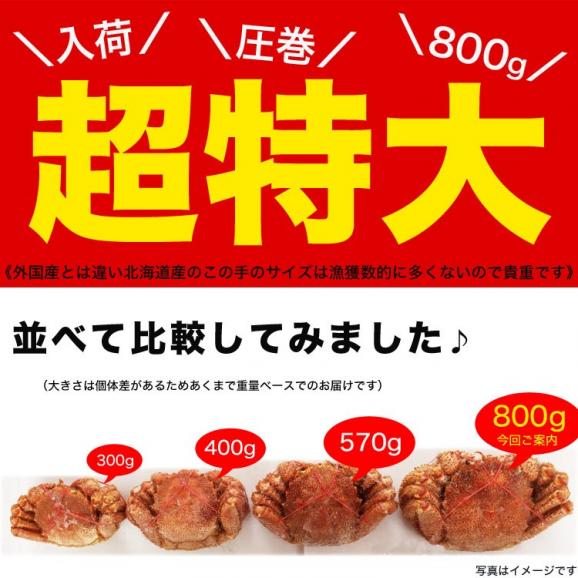 【超特大】毛ガニ 800g 前後 北海道産 姿 味噌 けがに 毛がに カニ 蟹 かに 脚 折脚たし脚入る場合があります05