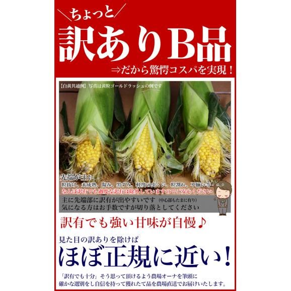2025年収穫予約 とうもろこし 白粒　訳あり 20〜30前後　北海道産 とうきび わけあり 訳有　お届け日指定不可無効　2025年8月下旬前後頃よりご注文順に発送06