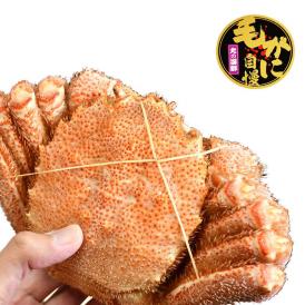 特大 毛ガニ 570g前後× 1尾 北海道産 国産［カニ味噌 毛蟹 ボイル みそ かに カニ 蟹 毛がに kegani けがに kani crab 堅］［プレミアム]