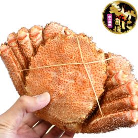 【特大】毛ガニ 570g 前後 北海道産 姿 味噌 けがに 毛がに カニ 蟹 かに 脚 折脚たし脚入る場合があります