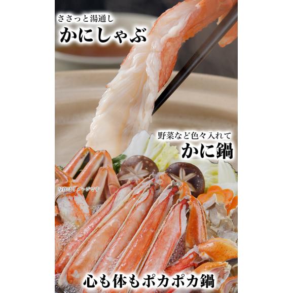 ズワイガニ 生 ポーション 特大 総重量 2kg 前後(剥き身 剥身 むきみ かにしゃぶ 棒肉 足 脚)(かに 蟹 ずわい蟹 ズワイ蟹)04