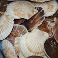 ホタテ 活 貝付き 3kg 前後(15～18枚前後) 北海道産 帆立 ほたて 刺身 生食 海鮮丼 寿司