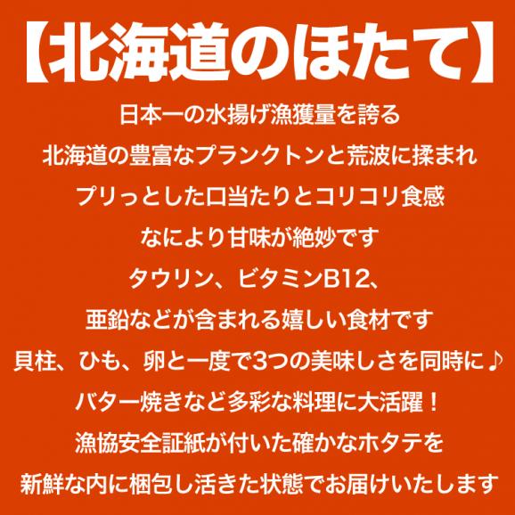 ホタテ 活 貝付き 3kg 前後(15～18枚前後) 北海道産 帆立 ほたて 刺身 生食 海鮮丼 寿司02