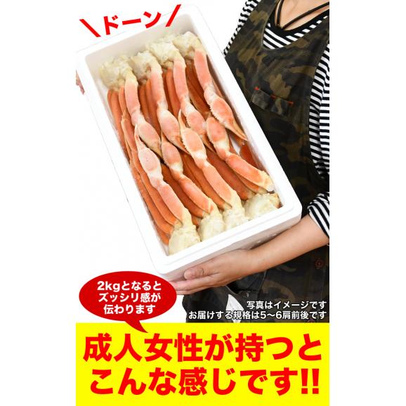 大型 ズワイガニ 脚 総重量 2kg 前後 5~6肩前後 ずわい ズワイ カニ 蟹 かに 脚 折脚たし脚入る場合があります02