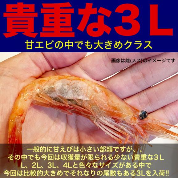 【3L】 甘えび 1kg 前後 ［ (オス 卵なし) (メス 子持ち 卵あり) 混合］ エビ 海老 蝦 刺身 寿司 手巻き寿し 海鮮丼03