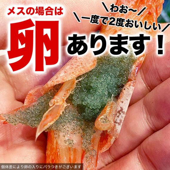 【3L】 甘えび 1kg 前後 ［ (オス 卵なし) (メス 子持ち 卵あり) 混合］ エビ 海老 蝦 刺身 寿司 手巻き寿し 海鮮丼04