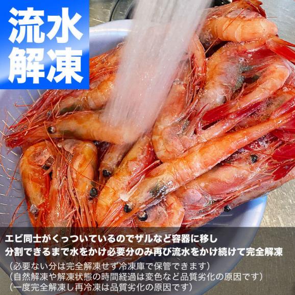 4L 甘えび ナンバンエビ 2kg前後 子持ち　卵あり　エビ えび 海老　刺身 握り寿司 ちらし寿司 手巻き寿司  海鮮丼 他エビ料理用に06