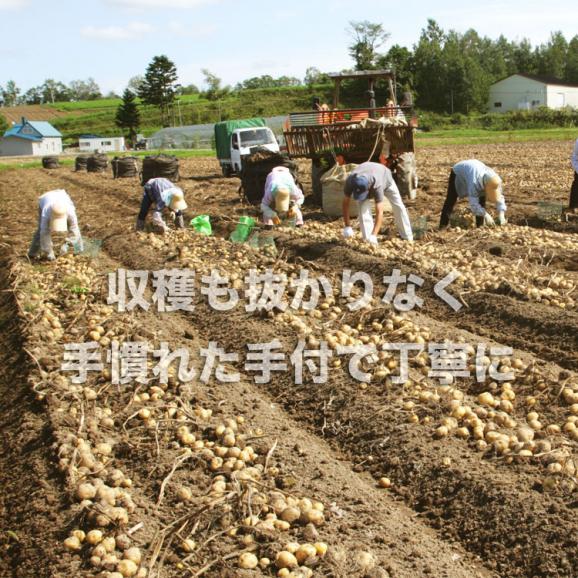 男爵いも きたあかり 玉葱 M〜2Lサイズ 3種セット 各4kg前後 合計12kg前後 じゃがいも 芋 イモ 玉ねぎ 新じゃが 野菜 北海道産 2024年10月上旬より順次発送03