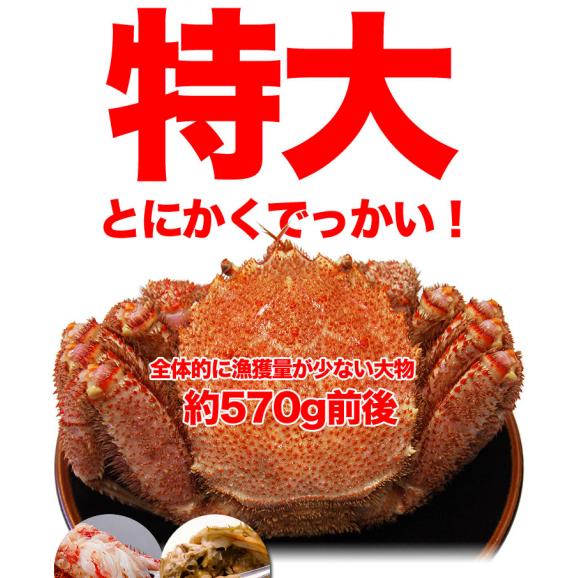 【カニ激売祭り】【特大】毛ガニ 570g 前後&times;2尾セット 北海道産 姿 味噌 けがに 毛がに カニ 蟹 かに 脚 折脚たし脚入る場合があります02