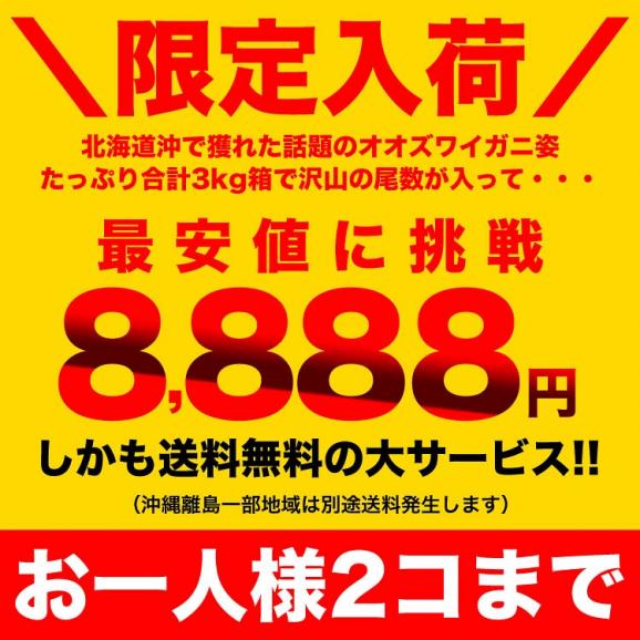 【在庫限り/お一人様2コまで】北海道産 オオ ズワイガニ 姿 8~12尾入り合計3kg前後 (1尾あたり約250~370g) オオズワイガニ カニ 蟹 かに パーティー【のし不可】03