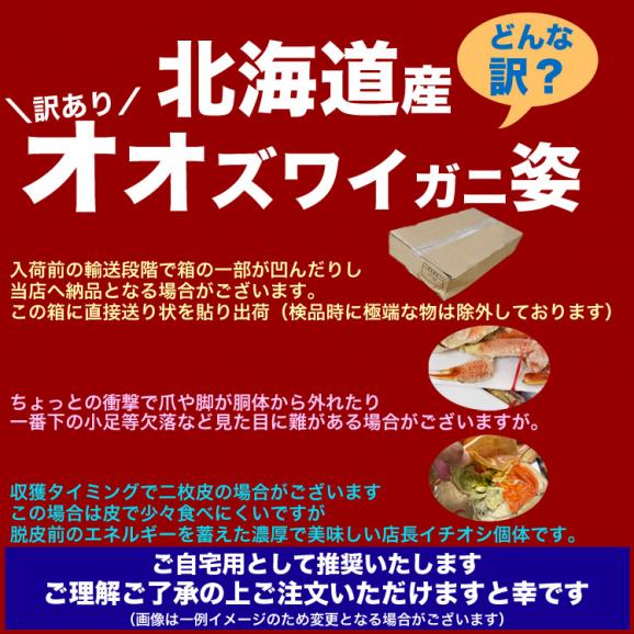 【在庫限り/お一人様2コまで】北海道産 オオ ズワイガニ 姿 8~12尾入り合計3kg前後 (1尾あたり約250~370g) オオズワイガニ カニ 蟹 かに パーティー【のし不可】04