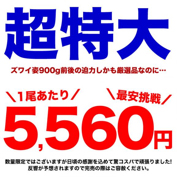 【スポット在庫限りお一人様2個まで】超 特大 ズワイガニ 姿 約4.5kg箱 5尾入り (1尾あたり約900g前後) ずわいがに カニ 蟹 かに パーティー [訳あり品につき多少折れたし脚が入ります]02