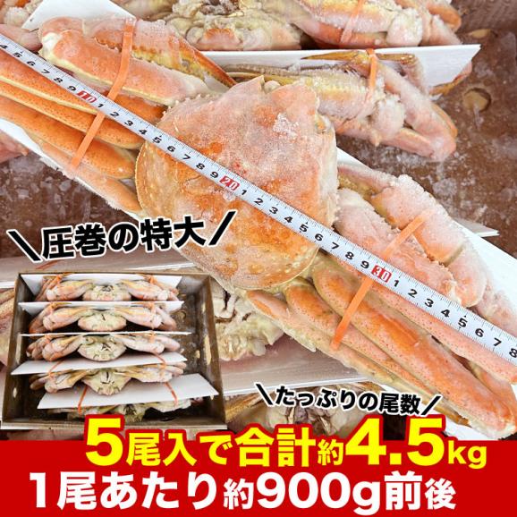 【スポット在庫限りお一人様2個まで】超 特大 ズワイガニ 姿 約4.5kg箱 5尾入り (1尾あたり約900g前後) ずわいがに カニ 蟹 かに パーティー [訳あり品につき多少折れたし脚が入ります]04