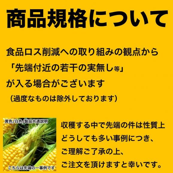 2025年収穫予約　とうもろこし 黄粒 白粒 食べ比べ セット L〜2L 各5本の計10本 北海道産 とうきび お届け日指定不可無効 2024年8月下旬前後頃よりご注文順に発送04