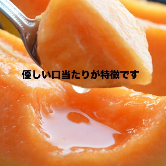 2026年収穫予約　とうもろこし 黄粒 白粒 食べ比べ セット L〜2L 各5本の計10本 北海道産 とうきび お届け日指定不可無効 2026年8月下旬前後頃よりご注文順に発送04