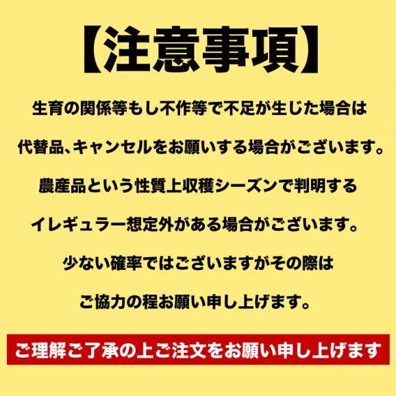 夕張メロン 8kg 元箱白 優 共選(4～6玉／玉数指定不可)(個別梱包不可)【お届け日指定不可無効】【2025年6月中旬前後頃よりご注文順に発送】06