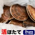 特売 ホタテ 活 貝付き 2kg 前後 10〜12枚前後 北海道産 帆立 ほたて お届け日指定不可 キャンセル不可 ご注文後1〜3週間前後で収獲次第出荷 長期不在受取り注意