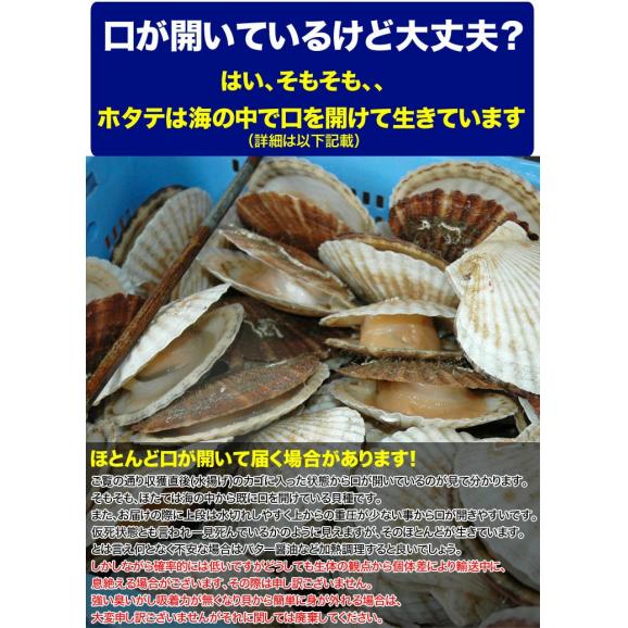 特売 ホタテ 活 貝付き 2kg 前後 10〜12枚前後 北海道産 帆立 ほたて お届け日指定不可 キャンセル不可 ご注文後1〜3週間前後で収獲次第出荷 長期不在受取り注意04