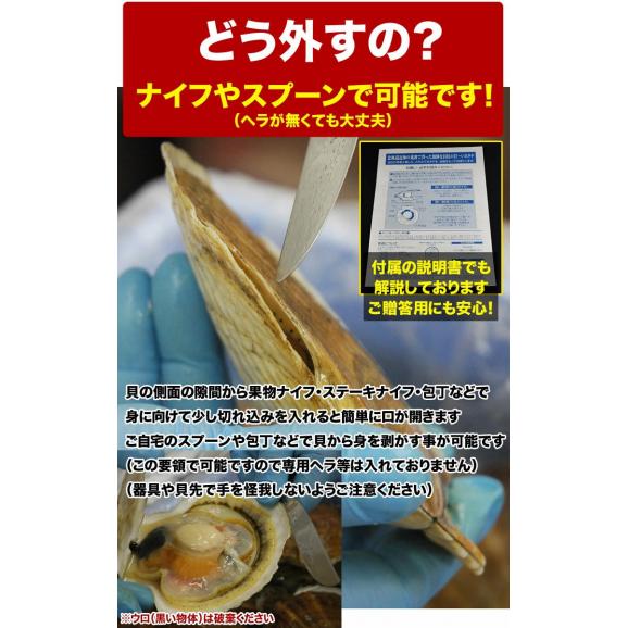 特売 ホタテ 活 貝付き 2kg 前後 10〜12枚前後 北海道産 帆立 ほたて お届け日指定不可 キャンセル不可 ご注文後1〜3週間前後で収獲次第出荷 長期不在受取り注意05