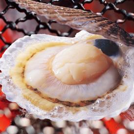 12月中旬から順次発送 特大ホタテ 活 貝付き 2kg前後 7～9枚前後 北海道産 帆立 ほたて お届け日指定不可選択無効 ご注文後1～3週間前後で収獲次第出荷