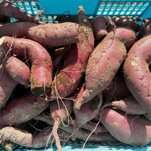 【2026年3月より順次出荷】 シルクスイート 約4kg 越冬品 北海道産 不揃い さつまいも サツマイモ 芋02