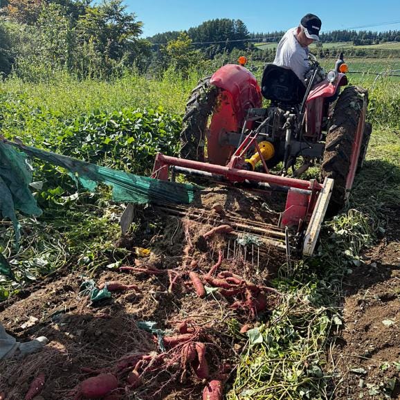 【2026年3月より順次出荷】 シルクスイート 約4kg 越冬品 北海道産 不揃い さつまいも サツマイモ 芋03