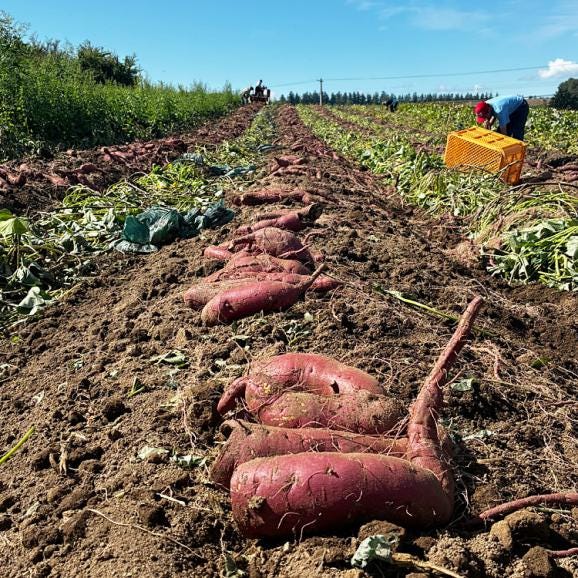 【2026年3月より順次出荷】 シルクスイート 約4kg 越冬品 北海道産 不揃い さつまいも サツマイモ 芋04
