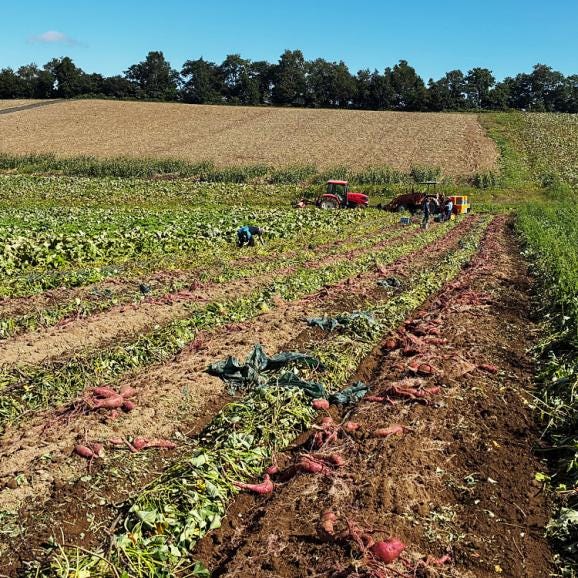 【2026年3月より順次出荷】 シルクスイート 約8kg 越冬品 北海道産 不揃い さつまいも サツマイモ 芋05