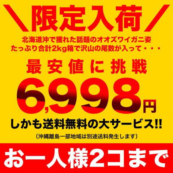 【在庫限り/お一人様2コまで】北海道産 オオ ズワイガニ 姿 6~7尾入り合計2kg前後 (1尾あたり約280~330g) オオズワイガニ カニ 蟹 かに パーティー【のし不可】03