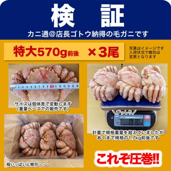 在庫限り最安値に挑戦 年末指定は備考欄で受付中 特大 毛ガニ 570g 前後&times;7尾 北海道産 姿 味噌 けがに 毛がに カニ 蟹 かに 折脚たし脚入る場合あり 2点以上から注文数に応じオマケ付き05