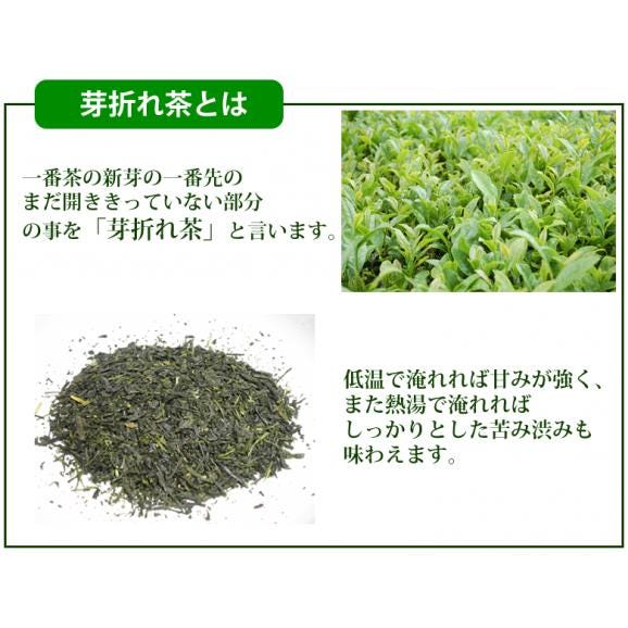 熊本県益城産 肥後茶 芽折れ茶50g×2 送料無料 お茶 日本茶04