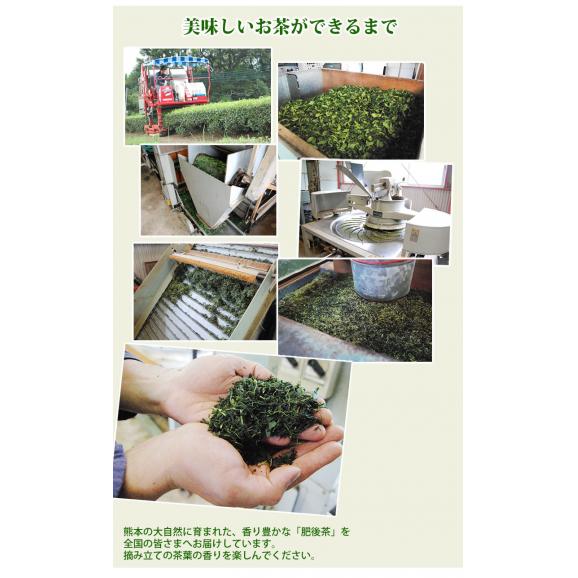熊本県益城産 肥後茶 芽折れ茶50g×2 送料無料 お茶 日本茶06