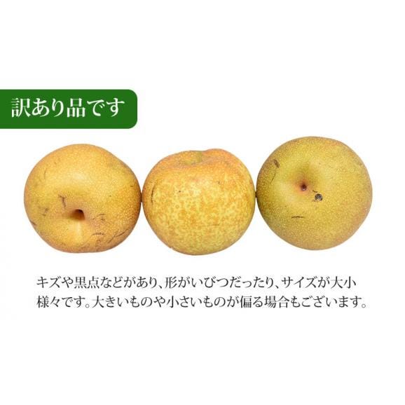 梨 送料無料 訳あり 1kg 2セットで1セットおまけ お取り寄せ 九州産 ナシ 和梨 幸水 豊水 秋月 新高 新興 愛宕06