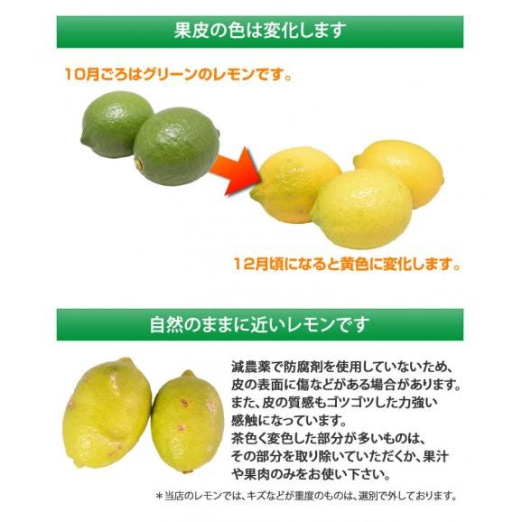 レモン 国産レモン 送料無料 熊本県産 4kg 2S～L 3箱購入で1箱おまけ 減農薬 防腐剤ワックス不使用 れもん グリーンレモン 国産06