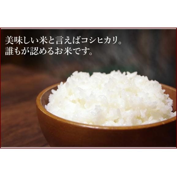 こしひかり 5kg 米 送料無料 熊本県阿蘇産 新米 令和5年産 お米 白米 玄米 ひのひかり 森のくまさん05