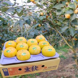 太秋柿 柿 送料無料 秀品3kg  8～14玉入り 熊本・福岡県産 太秋 かき カキ