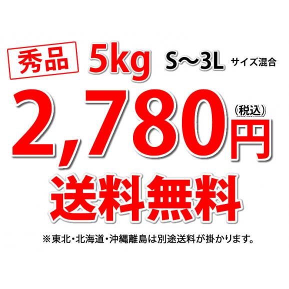 みかん 5kg 送料無料 温州みかん 秀品 3箱購入で1箱おまけ 熊本県産 蜜柑 ミカン03