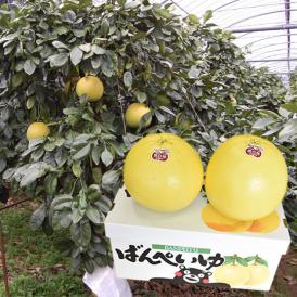 晩白柚 みかん ばんぺいゆ 送料無料 特選 約3kg～4kg 2玉入 M〜2Lサイズ  世界最大級の柑橘 熊本県八代産 蜜柑 ミカン