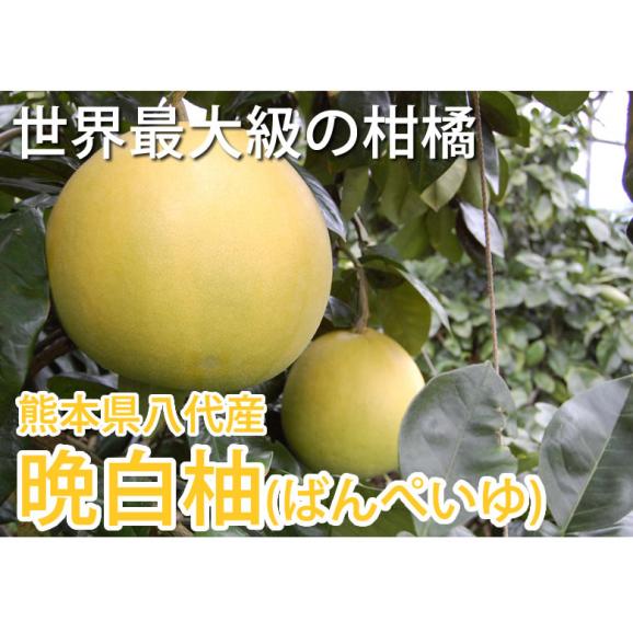 晩白柚 みかん ばんぺいゆ 送料無料 特選 約3kg～4kg 2玉入 M〜2Lサイズ  世界最大級の柑橘 熊本県八代産 蜜柑 ミカン02