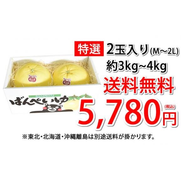 晩白柚 みかん ばんぺいゆ 送料無料 特選 約3kg～4kg 2玉入 M〜2Lサイズ  世界最大級の柑橘 熊本県八代産 蜜柑 ミカン03