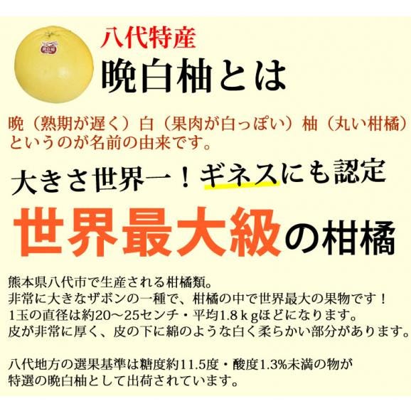 晩白柚 みかん ばんぺいゆ 送料無料 特選 約3kg～4kg 2玉入 M〜2Lサイズ  世界最大級の柑橘 熊本県八代産 蜜柑 ミカン04