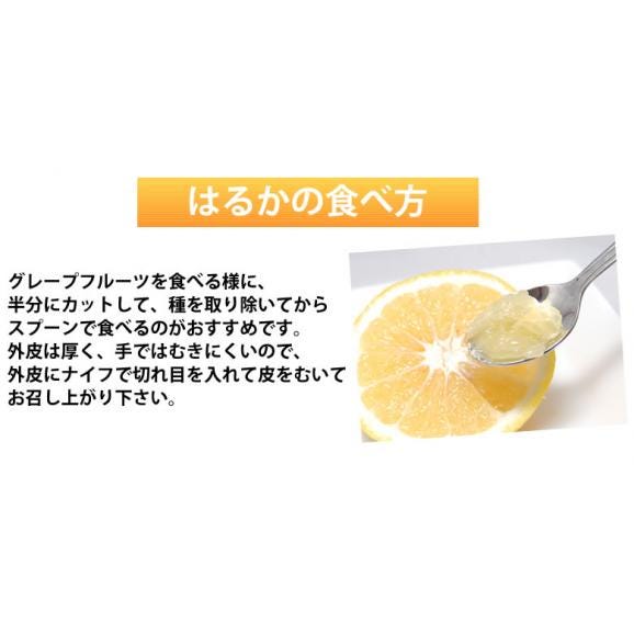 はるか みかん 送料無料 秀品 5kg S～2L 平成生まれの品種 はるかみかん ミカン 蜜柑04