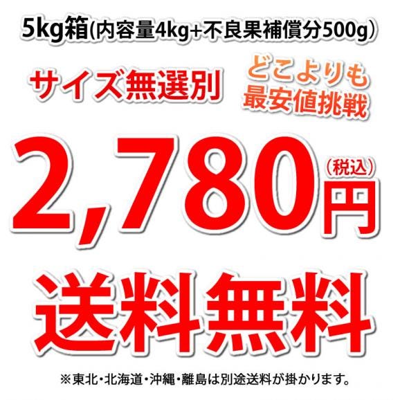 パール柑 5kg 箱込 (内容量4kg+不良果補償分500g) 文旦 みかん 送料無料 訳あり無選別 サイズ混合 熊本県産 グレープフルーツ 蜜柑03