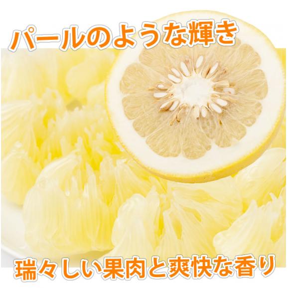 パール柑 5kg 箱込 (内容量4kg+不良果補償分500g) 文旦 みかん 送料無料 訳あり無選別 サイズ混合 熊本県産 グレープフルーツ 蜜柑05